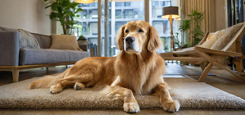 Naples Neighborhoods That Allow Large Dogs: Pet-Friendly Communities and Homes