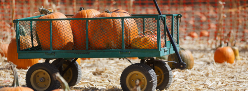 Fall in Love with Wilmington: Pumpkin Patches, Festivals & More 