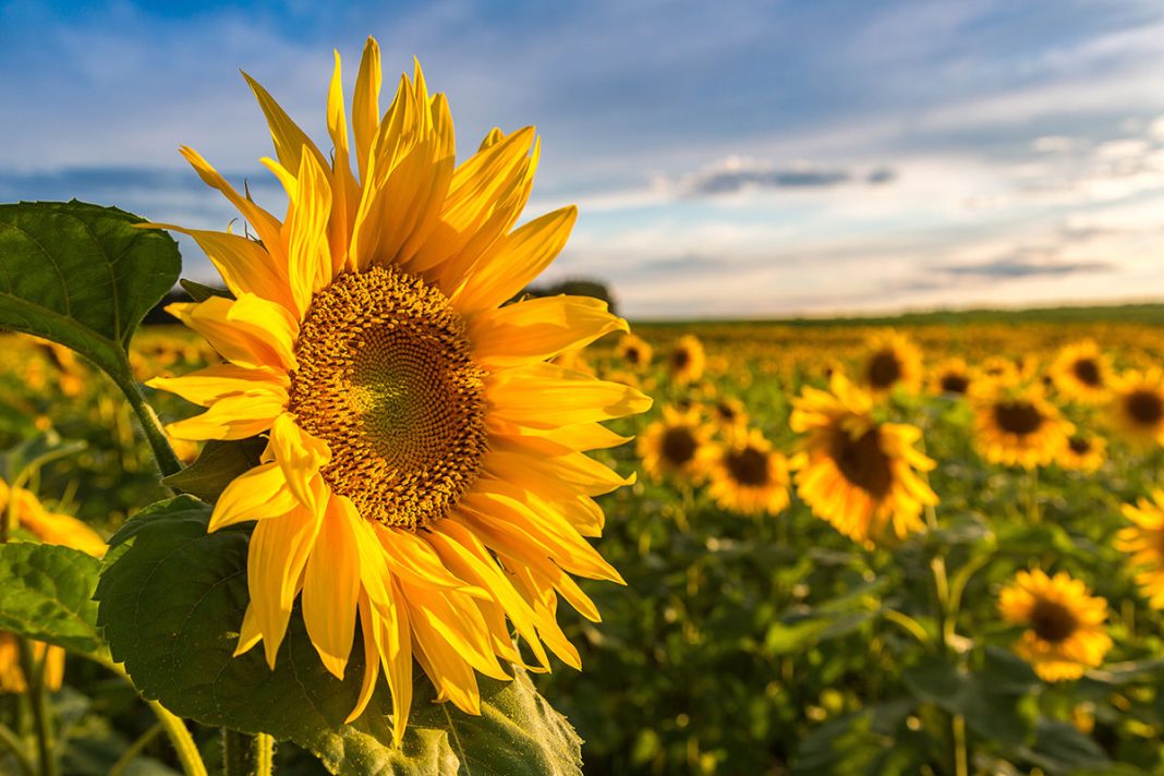 GfOXqtm3-Sunflower-Fields-1068x712.jpg