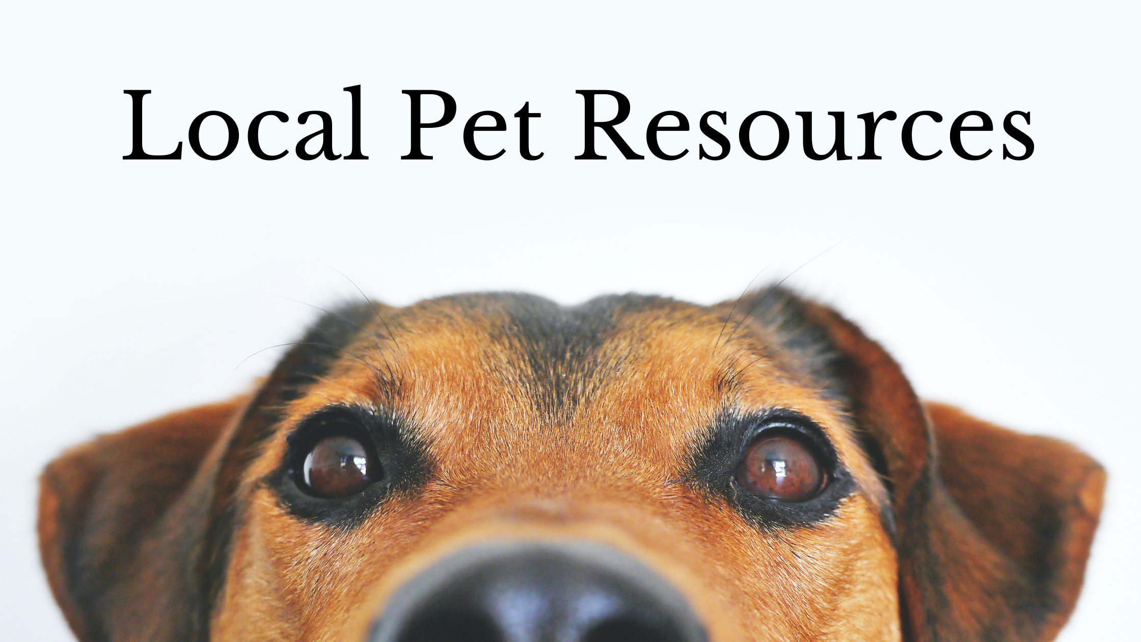 Local Pet Resources 