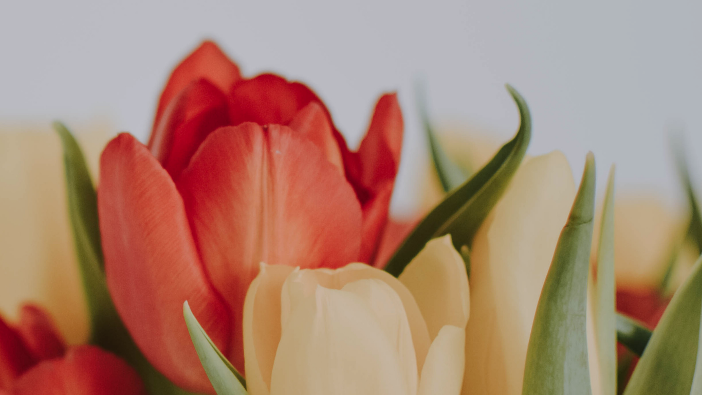 Things to do For Mothers Day in Kitsap and Beyond