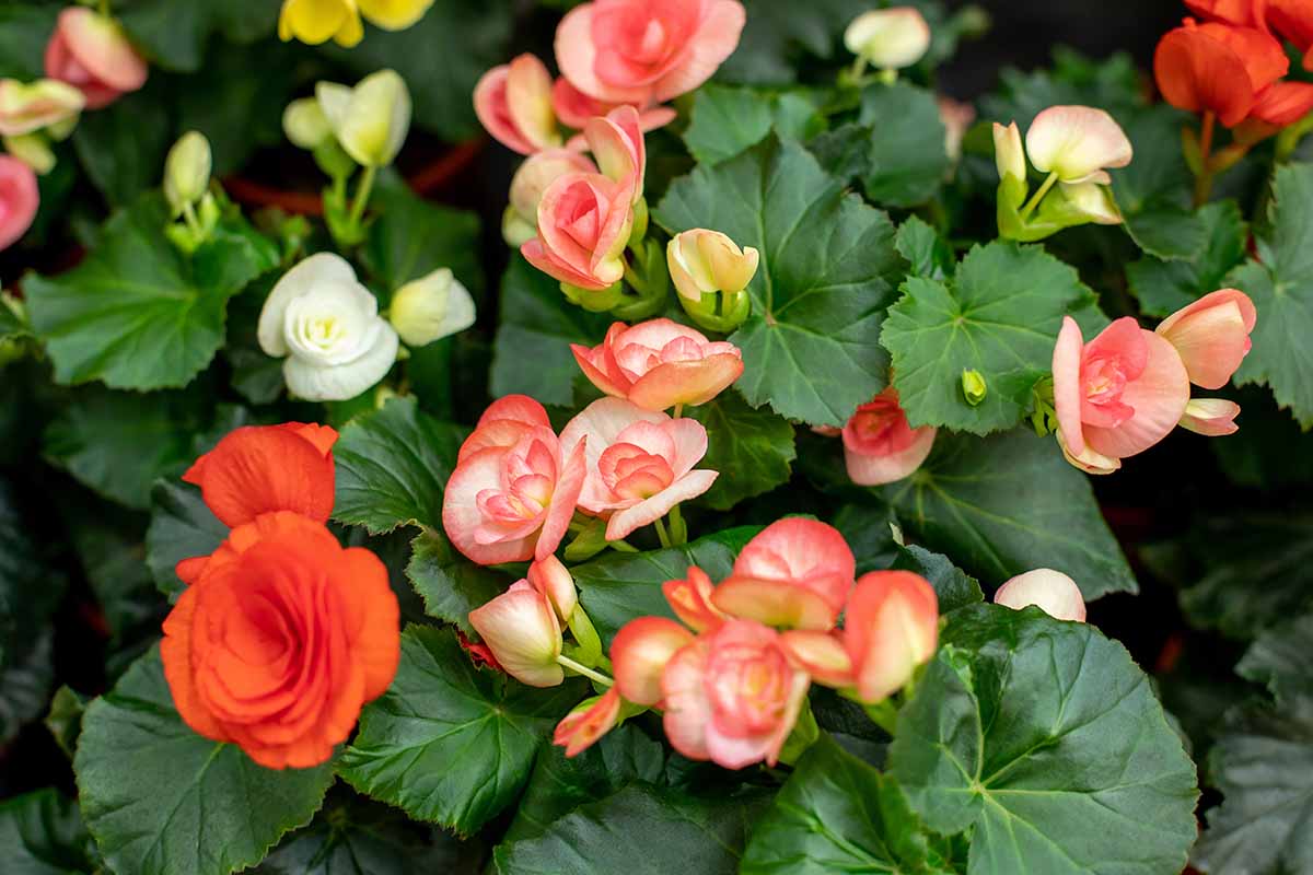 Why Begonias Might Be the Perfect Flower for Your Spring Porch and Garden