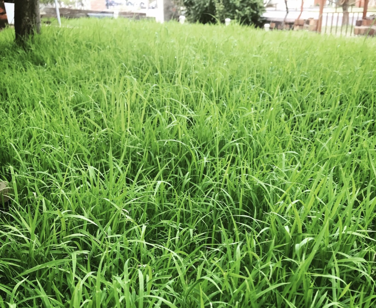 4 Texas Lawn Problems to Look Out for Before Listing Your Home for Sale