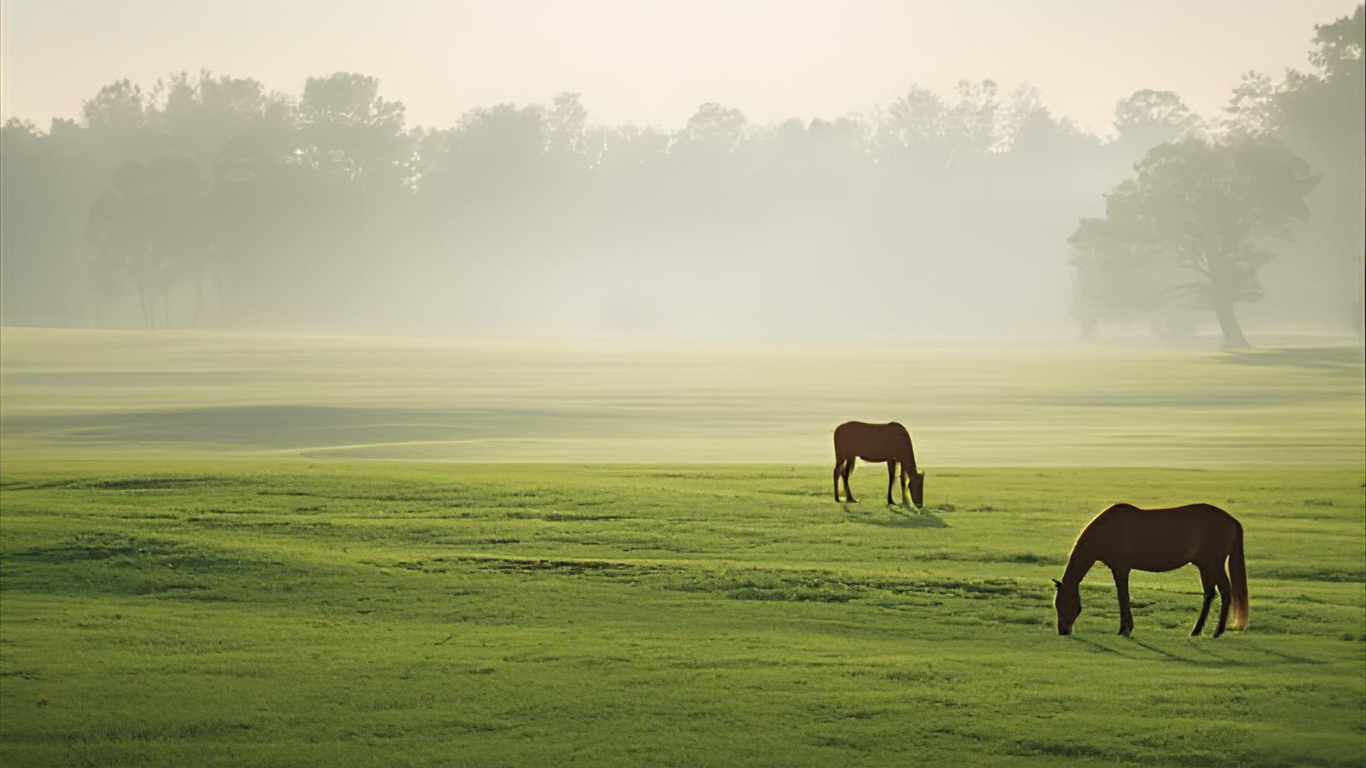 Why Ocala Marion County Is the Perfect Place to Buy a Home