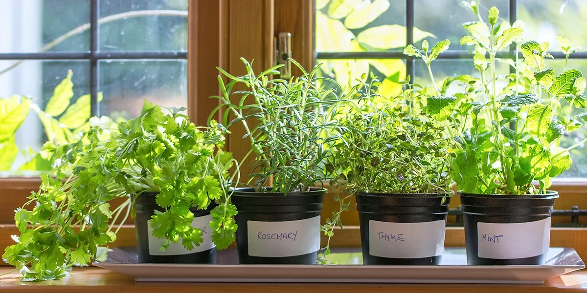 platt-hill-nursery-indoor-kitchen-herb-garden-variety-of-herbs-in-windowsill.png