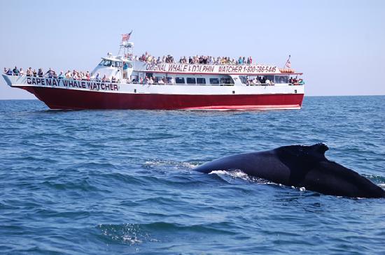 cape-may-whale-watcher.jpg
