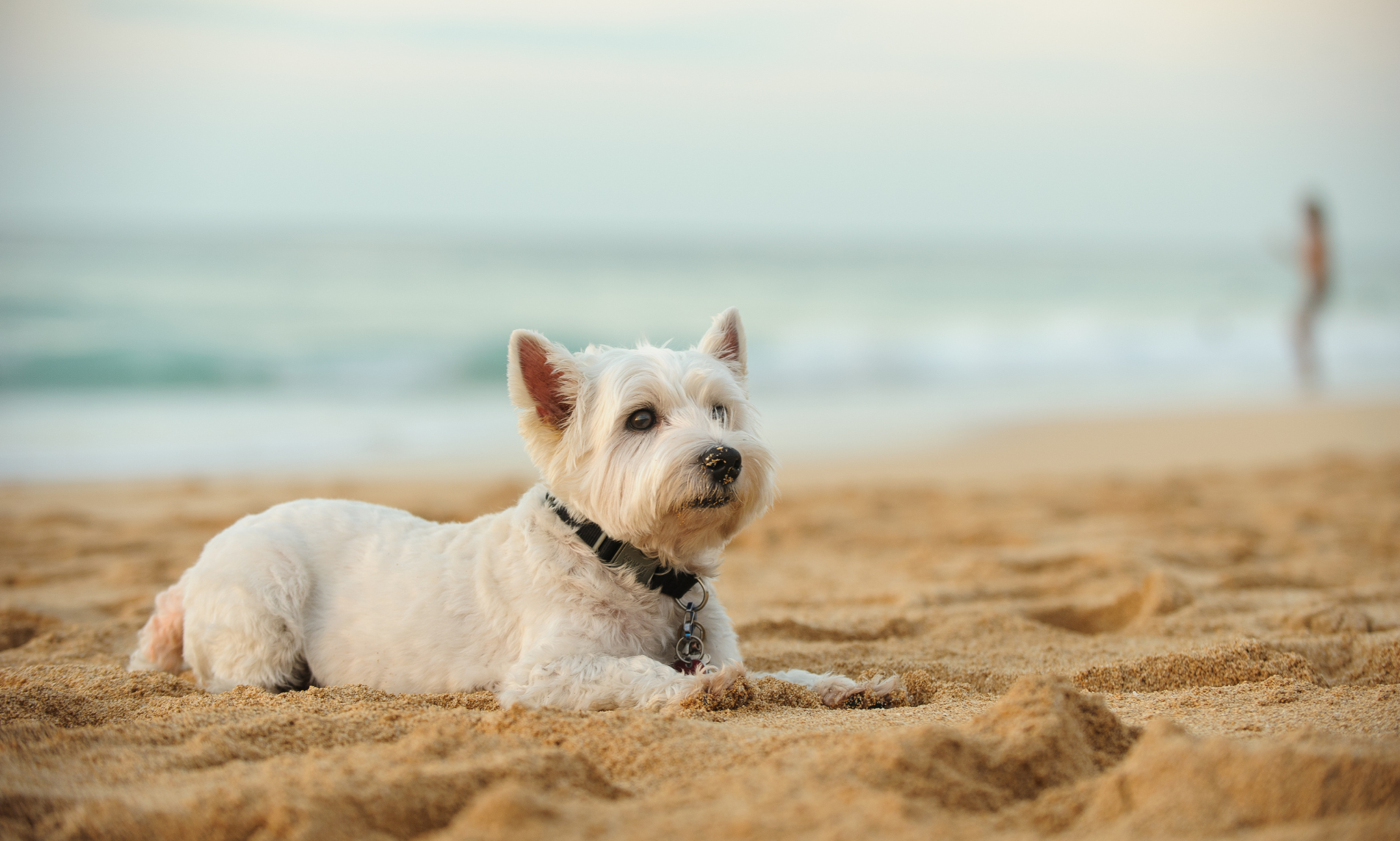 Relocating to Wilmington, NC with Pets: Dog-Friendly Neighborhoods & Beaches