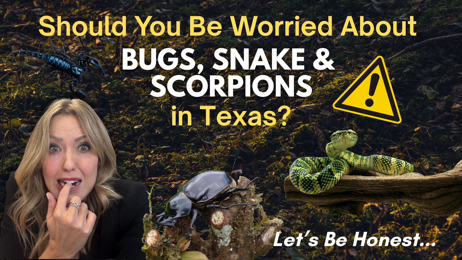 Should You Be Worried About Bugs, Snakes, and Scorpions in Texas? Let’s Be Honest.