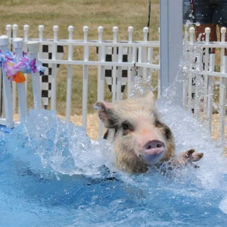 Chases_Racing_Swimming_Pigs.png