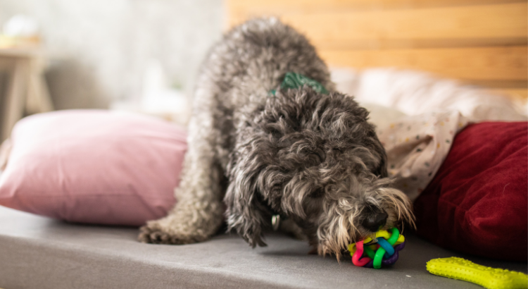 A Happy Tail: Pets and the Homebuying Process [INFOGRAPHIC]