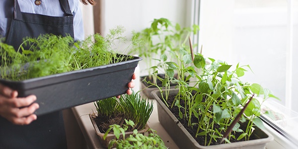 Growing Your Winter Herb Garden