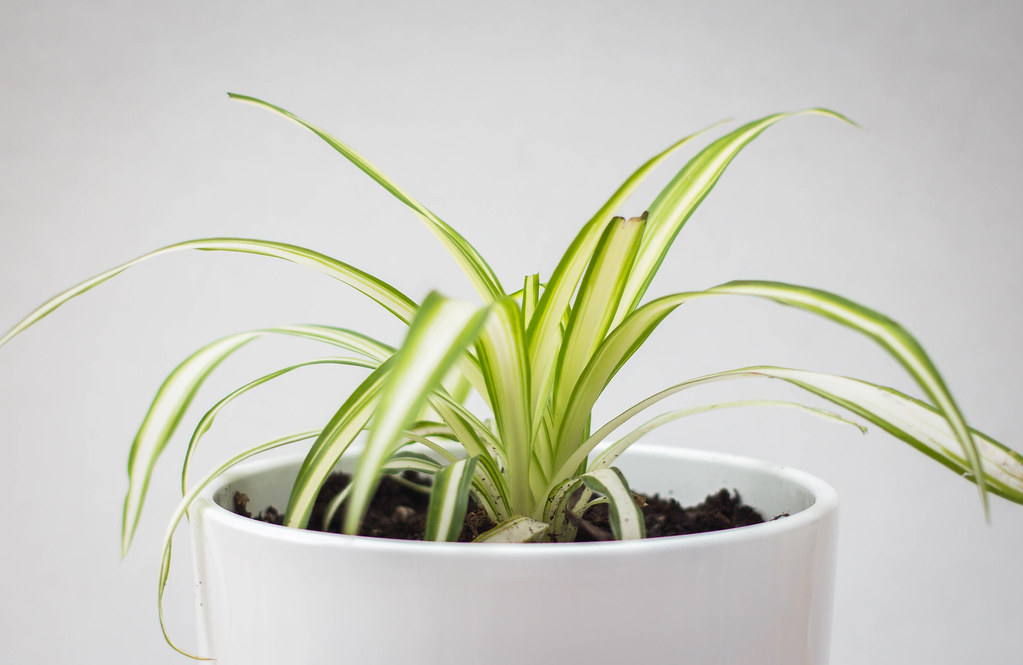 Best House Plants For Beginners