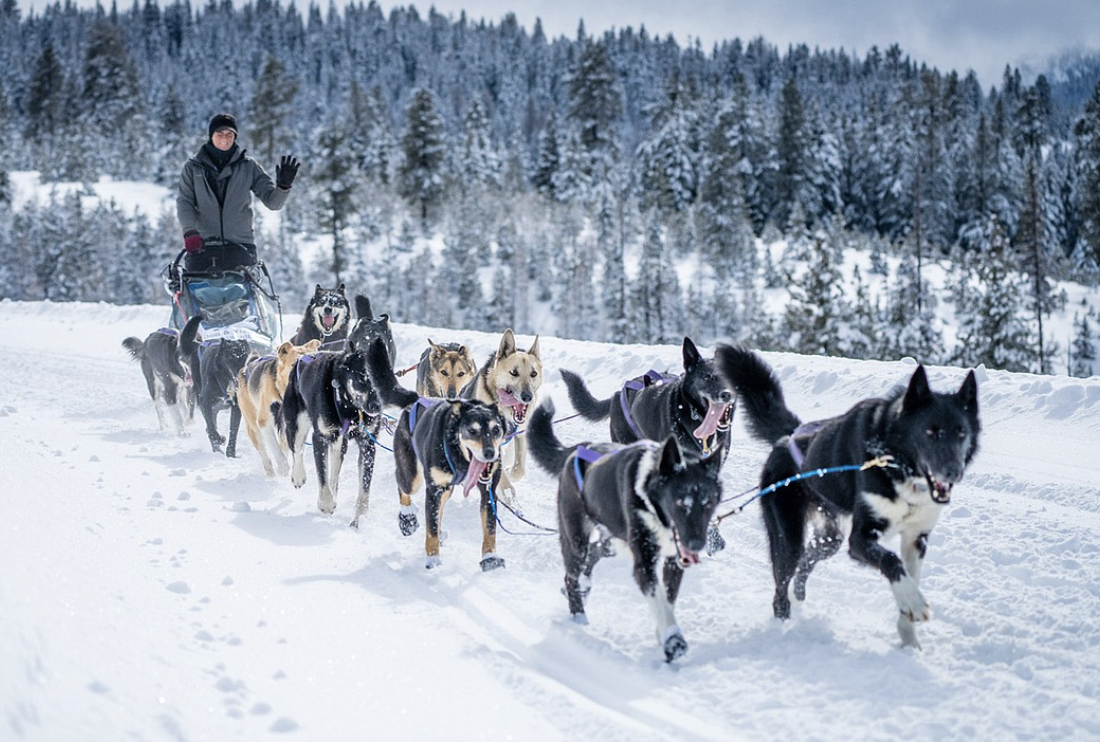 Get Ready for the 2023 Idaho Dog Sled Challenge! 