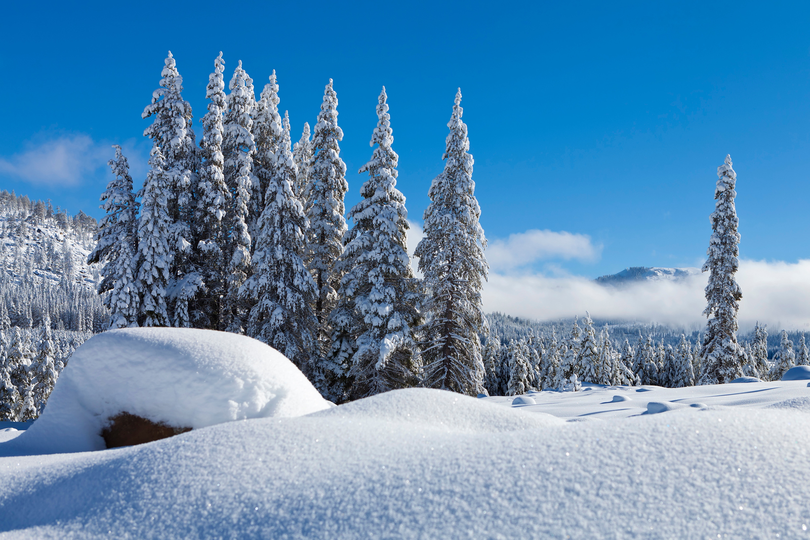 Blue Sky Winter Snow Trees Sugar Bowl.jpg