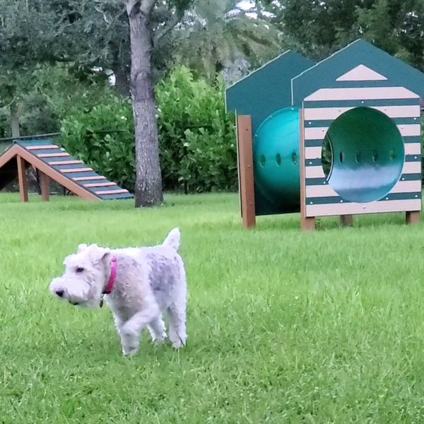 Fenced dog park and shaded pet area at Naples Reserve Florida