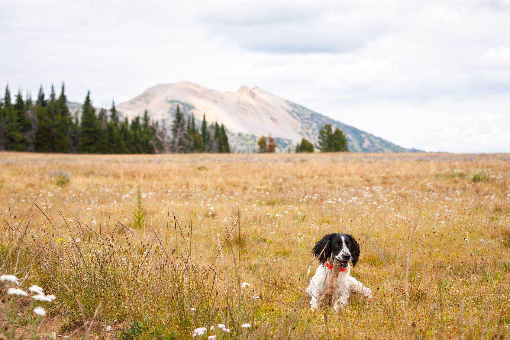 5 Reasons People Are Moving to Montana