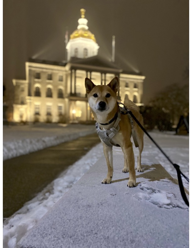 10 Dog Friendly Trails in Concord NH (Best Places to Walk Your Dog)