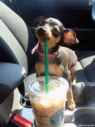 dog drinks starbucks.jpg
