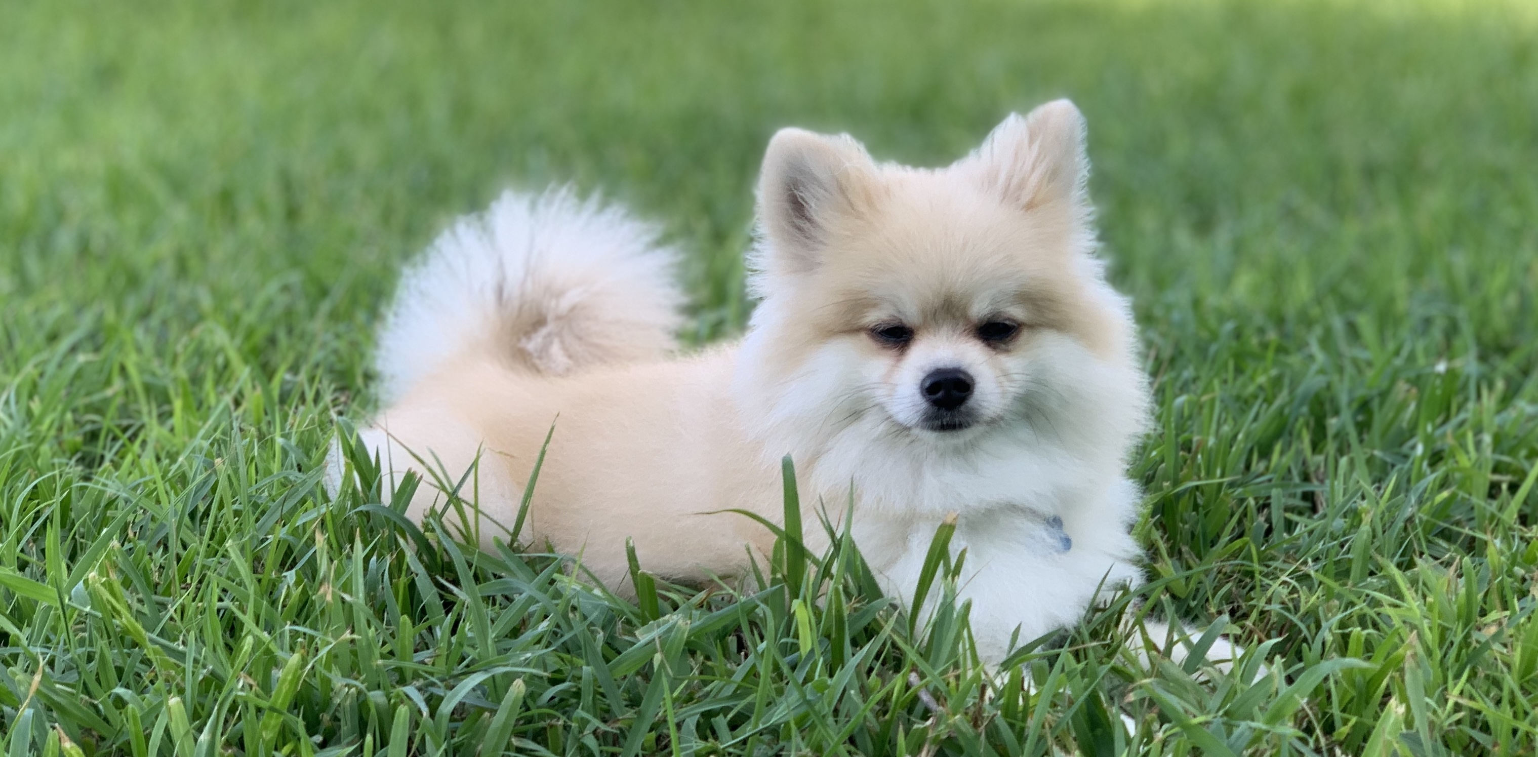 Considering Pets When Buying a Condo on Florida’s Space Coast